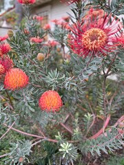 Fototapeta premium Leucospermum cordifolium - also known as Nodding pincushion - flower in bloom
