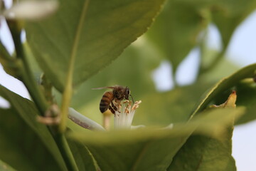 bee on a flower