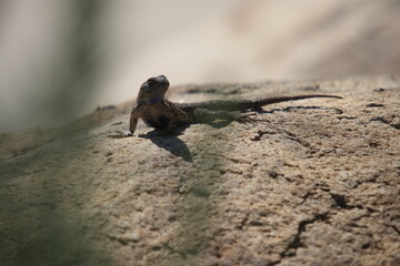 Lizard on a rock through some Leaves