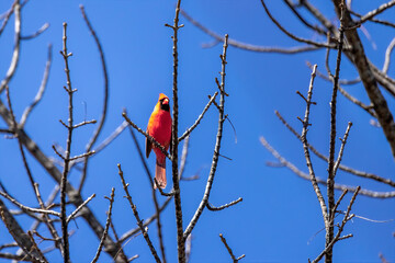The northern cardinal (Cardinalis cardinalis) 