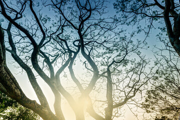 Leafless tree branches of winter season, season specific image of nature. Image shot against Sun, at Kolkata, Calcutta, West Bengal, India