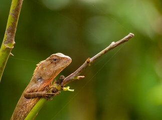 Indian gecko on a tree trunk , Bishnupur, India