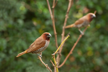 Birds pair, Scally-breasted Munia (Lonchura punctulata) perching on bush
