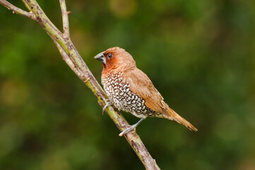 Bird, Scally-breasted Munia (Lonchura punctulata) perching on bush
