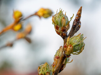 Buds of a pear tree in the early morning