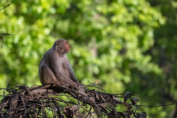 Gray langur, a monkey sitting on a branch, India, Madhya Pradesh 
