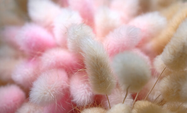 Sweet fullframe colorful fur plant is very beautiful art love concept. 