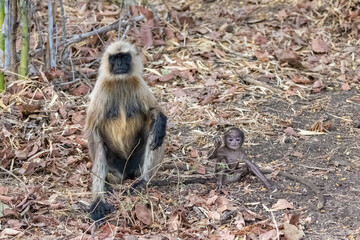 Gray langurs, monkeys, father with a baby, India, Madhya Pradesh 
