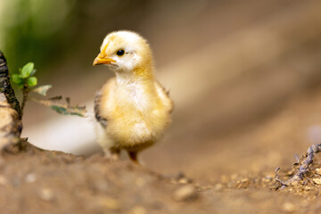 Baby Chick 
