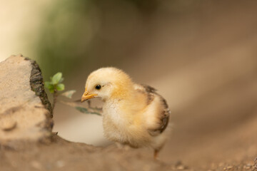 baby chicken free range 