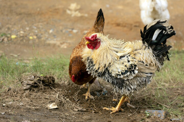 rooster and hen