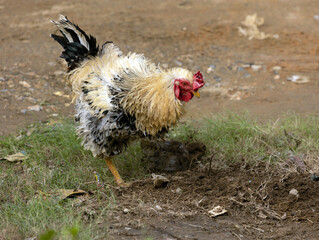 rooster in the farm
