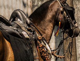 horse in a stable