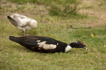 Black goose  in the grass