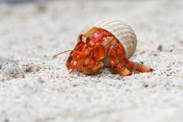 Hermit Crab, common name in Indonesia is Kelomang