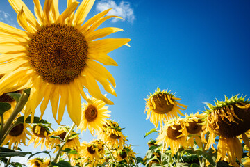 Sunflower in front of a field of sunflowers