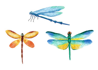 Watercolor hand drawn illustration of three bright vivid dragonfly insects. Natural forest dragonflies in blue yellow green orange colors. Wild wildlife nature ecology concept