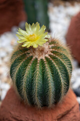 Close-up of Parodia cactus (Eriocactus), succulent plants with beautiful yellow flowers blooming on top. Ornamental and desert plants for the rock garden.