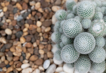 Selective focus of Mammillaria cactus clumping with round-shaped and white wool. Composition with half of the small brown pebbles for text background.