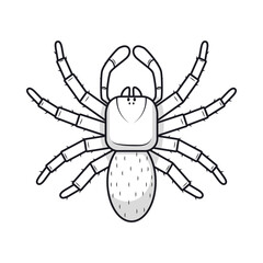 drawing spider design