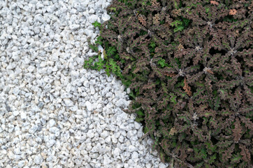 Natural background of small brown succulent plants with small white gravel stones for decorating in the rock garden. Arrange the object with free space for text background.