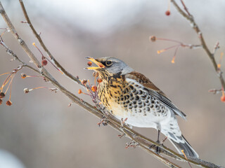 Fieldfare sitting on the bush and feeding on wild red apples in winter or early spring time.