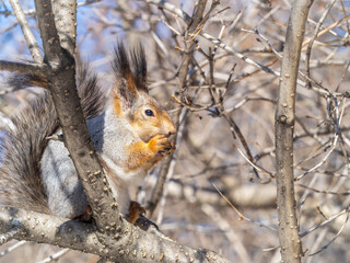 The squirrel with nut sits on tree in the winter or late autumn