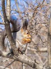 The squirrel with nut sits on tree in the winter or late autumn