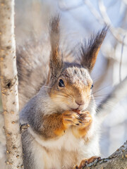 Fototapeta premium The squirrel with nut sits on tree in the winter or late autumn