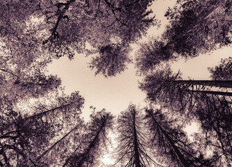 Looking up at the top of the forest trees