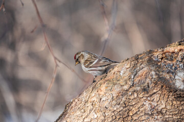Common redpoll female, cute bird with bright red patch on its forehead sits on tree branch without leaves in sunny spring day.