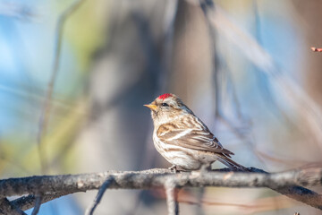 Common redpoll female, cute bird with bright red patch on its forehead sits on tree branch without leaves in sunny spring day.