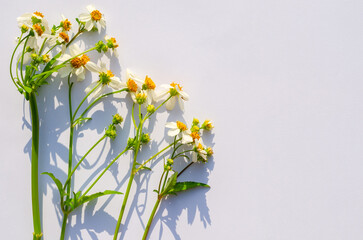 Spanish needles or Bidens alba flowers with shadow from sun light on white papar background.