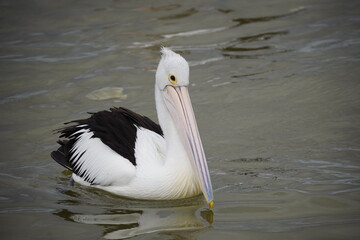 Pelican bird swimming in lake