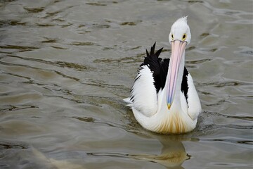 Pelican bird swimming in lake