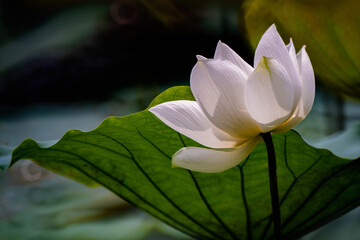 Obraz premium White Lotus