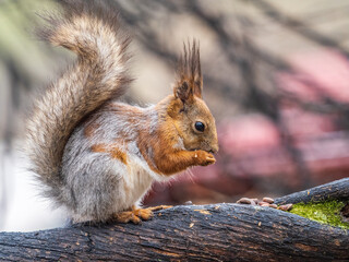 The squirrel with nut sits on a branches in the spring or summer.
