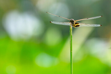 Beautiful dragonfly resting on the leaf