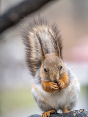 Fototapeta premium The squirrel with nut sits on a branches in the spring or summer.
