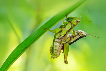 Two mating grasshoppers and nice background bokeh