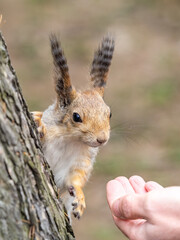 A squirrel in the spring or autumn eats nuts from a human hand. Eurasian red squirrel, Sciurus vulgaris