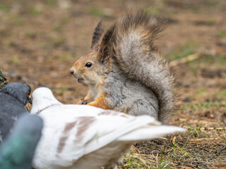 Squirrel in autumn or spring with nut on the green grass with fallen yellow leaves