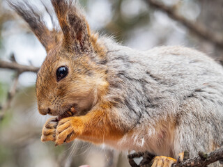 The squirrel with nut sits on a branches in the spring or summer.
