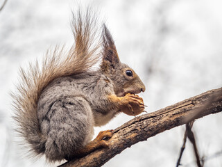 The squirrel with nut sits on a branches in the spring or summer.