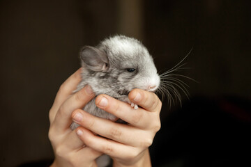 Little gray chinchilla in reliable caring hands