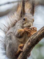 The squirrel with nut sits on a branches in the spring or summer.
