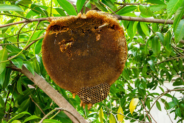 Honeycomb abandoned on tree branches. Honey bees hive desolated on tree background