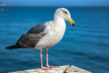 seagull on the beach