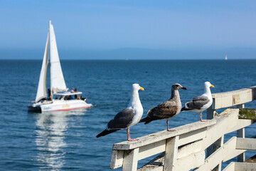 seagulls on the pier