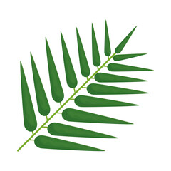 palm leaf icon